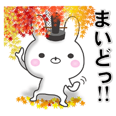 Kyoto rabbit 5 [in autumn]