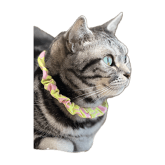 Satoshi_20251109160802