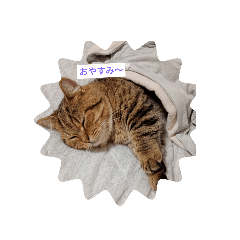 kotatu_20251109171929