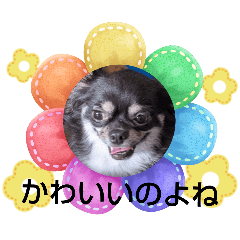 ringo_20251109172028