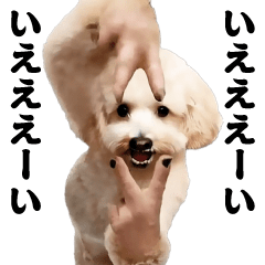 Dancing! Swaying Toy Poodle