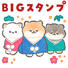 柴犬さんのBIGあけおめスタンプ【再販】