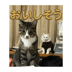 nanako_20251109205000