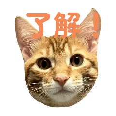 tunapapa_20251110003645