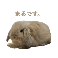 maruto_rabbit family