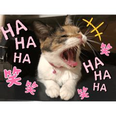 CHORU_20251109234057