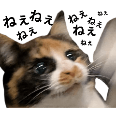 kapukapu_20251109235243