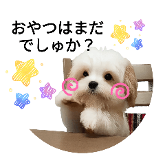 ことことのわんこたち①