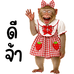 ลิงจั๊กๆชุดหวานแหวว