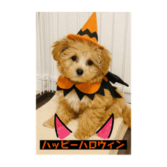 haruna_20251109221244