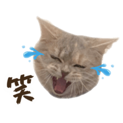 Meeko_20251110094402