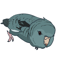 Barred parakeet Greetings and responses