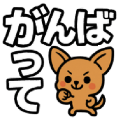 Cute Chihuahua Daily Sticker!