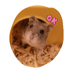 可愛小寵說說話