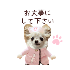 チワワの冬らしい可愛さ満点スタンプ