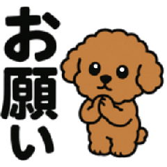 Cute Toy Poodle's Daily Sticker