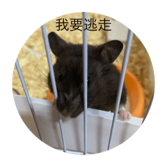 生活日常小倉鼠