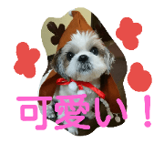 shihtzu her name is coco 3