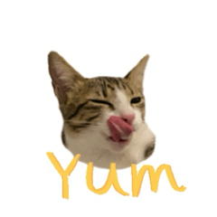 虎斑貓多多的日常