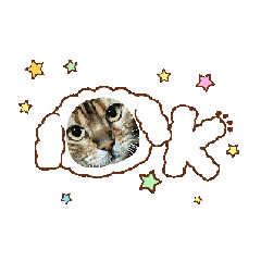 ベンガル猫の凛桜　動くリオちゃん編