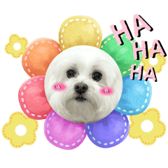 屋馬小乖乖第一彈