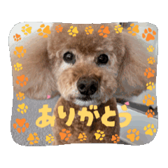トイプードルもんちゃんのアニメスタンプ1