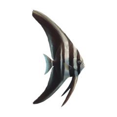 Arage_20251109214533