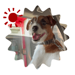 菜頭皮的日常生活