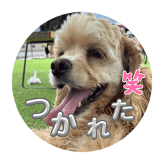 yaspon_20251110112741