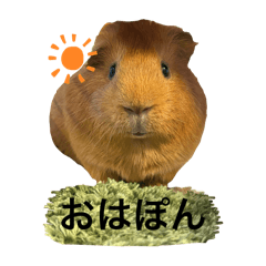 ringo_20251110135051