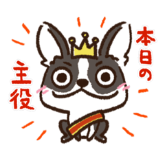 ボストンテリアwabiの日常