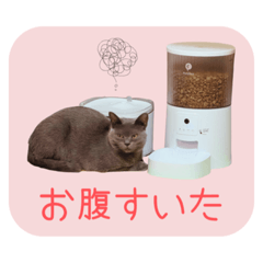 グレーのねこのぷーちゃん②