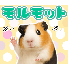 モルモットの日常。