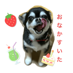 cocoa_20251110204024