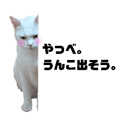 うちのにゃんこ(心の声)