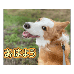 Border collie koharu_20251110160901