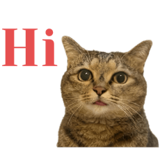 一隻長得像奇異果的貓貓