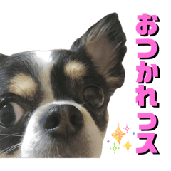 anpon_20251110204609