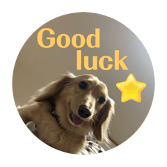 sashiko_20251110213909