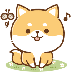 Shiba Inu to use everyday 34