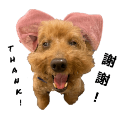 DiDi寶（紅貴賓）