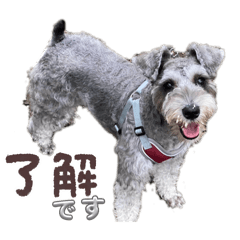 koto_20251110194431