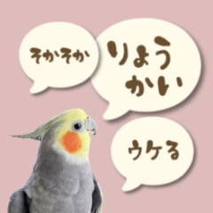 Cockatiel's reaction (real version)