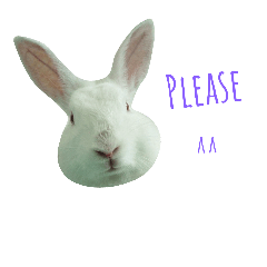 Bunny_nn