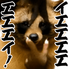 Party-loving raccoon swaying