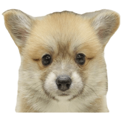 pomeco_20251111112337