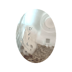 Sugar_20251111123523