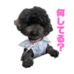 seira_20251111133229