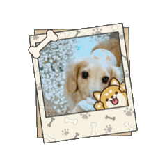 臘腸狗豆豆66♡豆好活潑♡