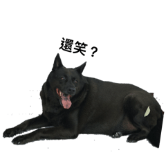 有沒有看過可愛睫毛狗